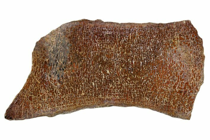 Polished Dinosaur Bone (Gembone) Section - New Mexico #340049